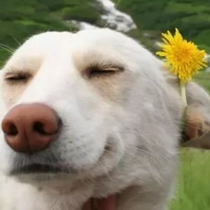 Meet your Posher, Molly